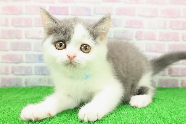 千葉県のスコティッシュフォールド (Coo&RIKU市原店/2025年11月10日生まれ/男の子/ブルーホワイト)の子猫の2枚目の画像