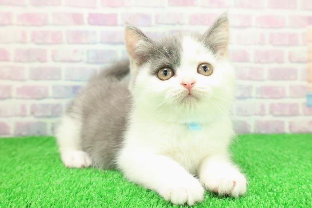千葉県のスコティッシュフォールド (Coo&RIKU市原店/2025年11月10日生まれ/男の子/ブルーホワイト)の子猫の3枚目の画像