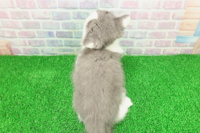 千葉県のスコティッシュフォールド (Coo&RIKU市原店/2025年11月10日生まれ/男の子/ブルーホワイト)の子猫の4枚目の画像