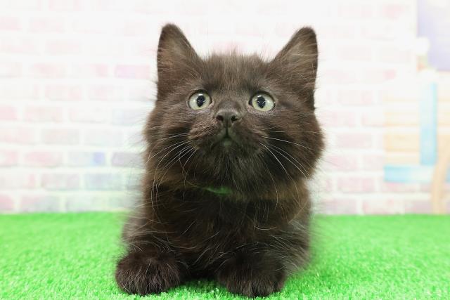 新潟県のキンカロー (Coo&RIKU長岡店/2025年11月18日生まれ/男の子/ブラック)の子猫