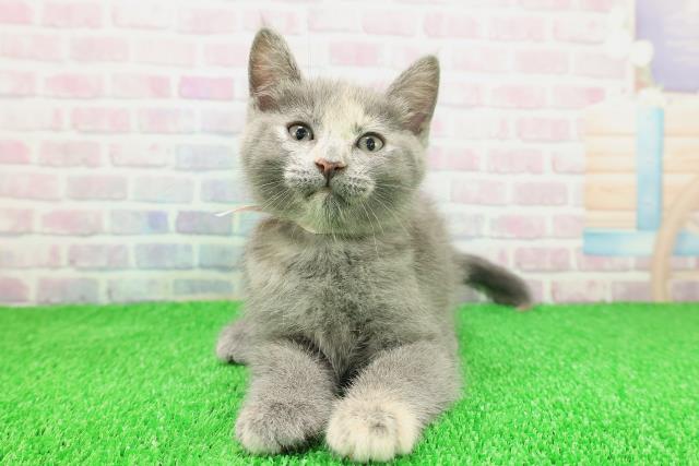 青森県のキンカロー (Coo&RIKU八戸店/2025年11月18日生まれ/女の子/ブルーパッチドタビー)の子猫の1枚目の画像