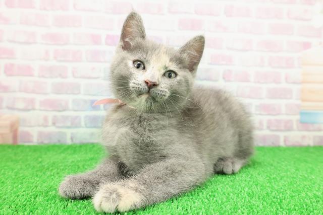 青森県のキンカロー (Coo&RIKU八戸店/2025年11月18日生まれ/女の子/ブルーパッチドタビー)の子猫の2枚目の画像