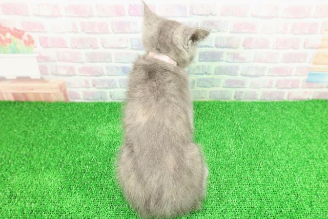 青森県のキンカロー (Coo&RIKU八戸店/2025年11月18日生まれ/女の子/ブルーパッチドタビー)の子猫の4枚目の画像