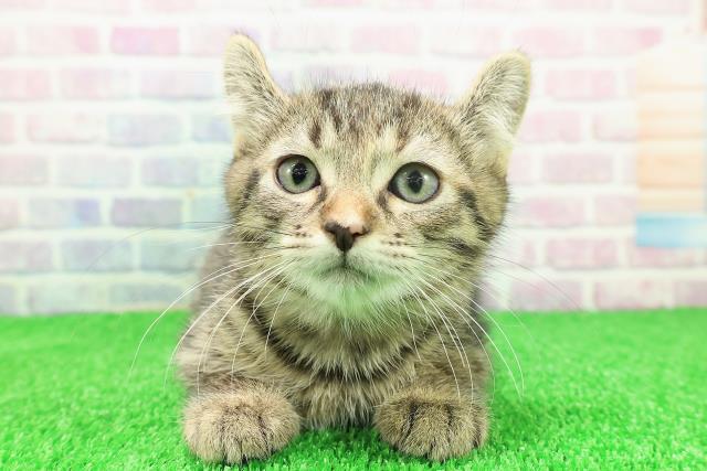 千葉県のキンカロー (Coo&RIKU市原店/2025年11月18日生まれ/女の子/ブラウンパッチドタビー)の子猫の1枚目の画像