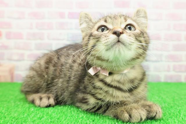 千葉県のキンカロー (Coo&RIKU市原店/2025年11月18日生まれ/女の子/ブラウンパッチドタビー)の子猫の3枚目の画像