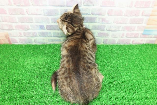 千葉県のキンカロー (Coo&RIKU市原店/2025年11月18日生まれ/女の子/ブラウンパッチドタビー)の子猫の4枚目の画像