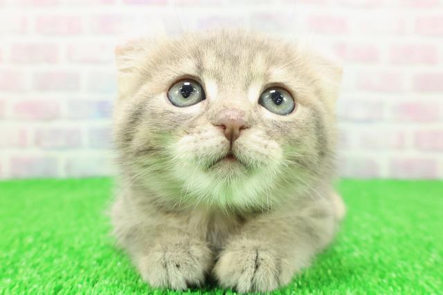 埼玉県のキンカロー (Coo&RIKU所沢店/2025年11月18日生まれ/女の子/ブルーパッチドタビー)の子猫の1枚目の画像