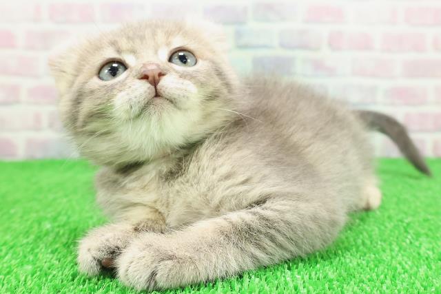 埼玉県のキンカロー (Coo&RIKU所沢店/2025年11月18日生まれ/女の子/ブルーパッチドタビー)の子猫の2枚目の画像