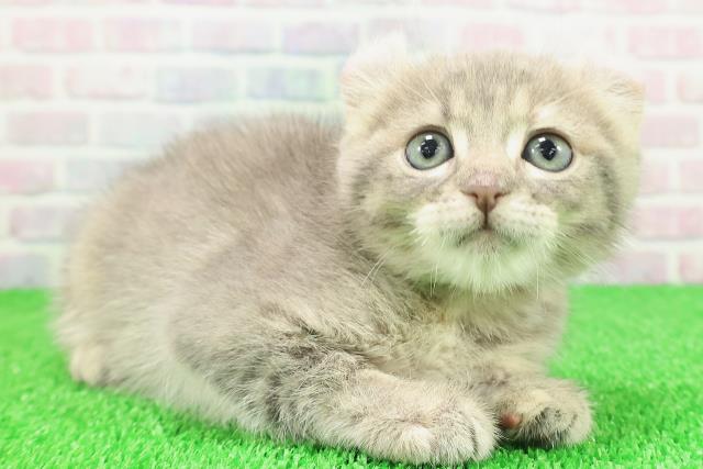 埼玉県のキンカロー (Coo&RIKU所沢店/2025年11月18日生まれ/女の子/ブルーパッチドタビー)の子猫の3枚目の画像