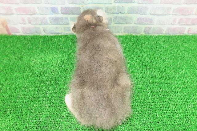 埼玉県のキンカロー (Coo&RIKU所沢店/2025年11月18日生まれ/女の子/ブルーパッチドタビー)の子猫の4枚目の画像