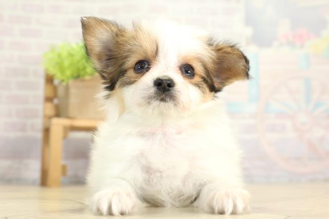 岐阜県のパピヨン (Coo&RIKU岐南店/2025年11月16日生まれ/女の子/ホワイトブラウン)の子犬