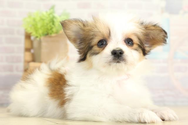 岐阜県のパピヨン (Coo&RIKU岐南店/2025年11月16日生まれ/女の子/ホワイトブラウン)の子犬の2枚目の画像