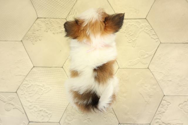 岐阜県のパピヨン (Coo&RIKU岐南店/2025年11月16日生まれ/女の子/ホワイトブラウン)の子犬の4枚目の画像