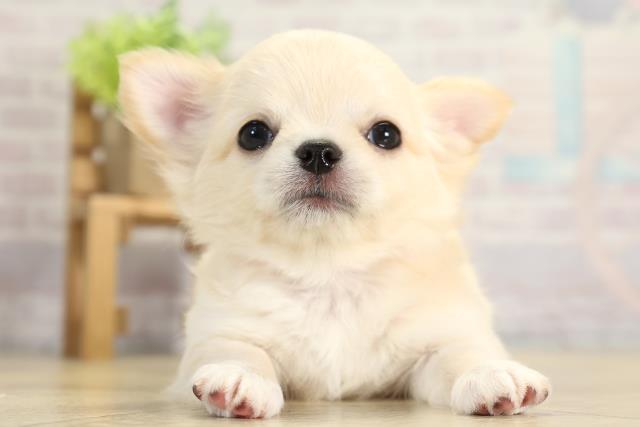 愛知県のチワワ(ロング) (Coo&RIKU春日井店/2025年11月23日生まれ/女の子/ゴールド)の子犬の1枚目の画像