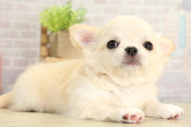 愛知県のチワワ(ロング) (Coo&RIKU春日井店/2025年11月23日生まれ/女の子/ゴールド)の子犬の2枚目の画像