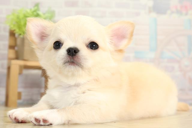 愛知県のチワワ(ロング) (Coo&RIKU春日井店/2025年11月23日生まれ/女の子/ゴールド)の子犬の3枚目の画像