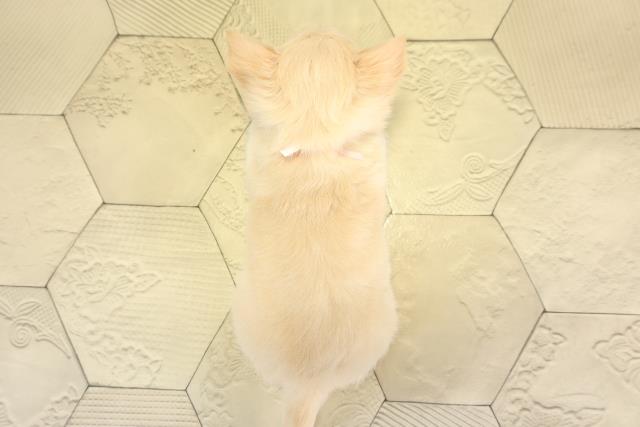 愛知県のチワワ(ロング) (Coo&RIKU春日井店/2025年11月23日生まれ/女の子/ゴールド)の子犬の4枚目の画像