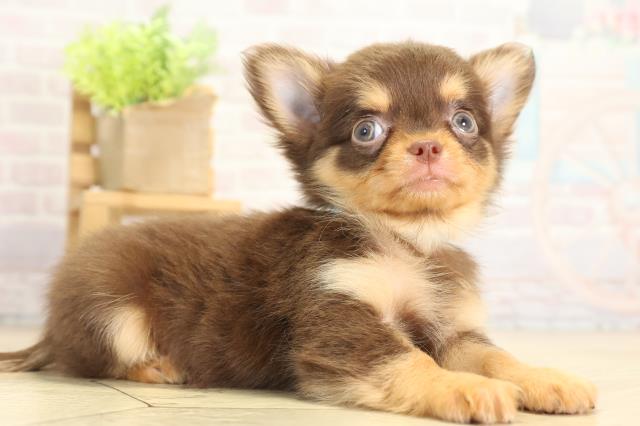 愛知県のチワワ(ロング) (Coo&RIKU名古屋みなと店/2025年11月21日生まれ/男の子/チョコレートタン)の子犬の2枚目の画像