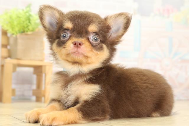 愛知県のチワワ(ロング) (Coo&RIKU名古屋みなと店/2025年11月21日生まれ/男の子/チョコレートタン)の子犬の3枚目の画像