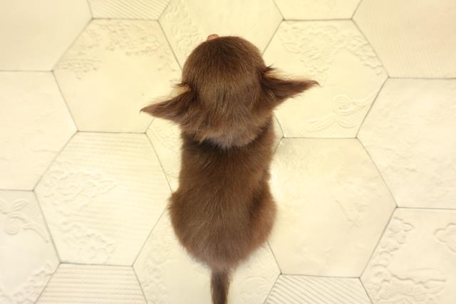 愛知県のチワワ(ロング) (Coo&RIKU名古屋みなと店/2025年11月21日生まれ/男の子/チョコレートタン)の子犬の4枚目の画像