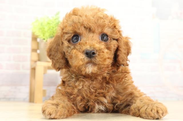 愛知県のトイプードル(トイ) (Coo&RIKU名古屋みなと店/2025年11月22日生まれ/男の子/レッドフォーン)の子犬の1枚目の画像