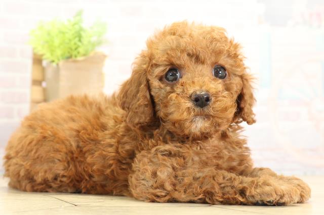 愛知県のトイプードル(トイ) (Coo&RIKU名古屋みなと店/2025年11月22日生まれ/男の子/レッドフォーン)の子犬の2枚目の画像