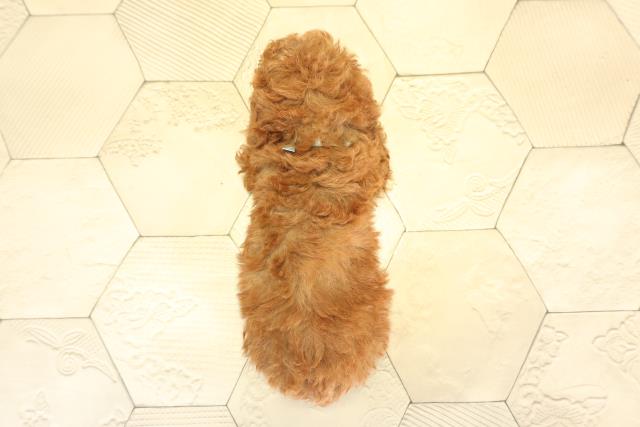 愛知県のトイプードル(トイ) (Coo&RIKU名古屋みなと店/2025年11月22日生まれ/男の子/レッドフォーン)の子犬の4枚目の画像