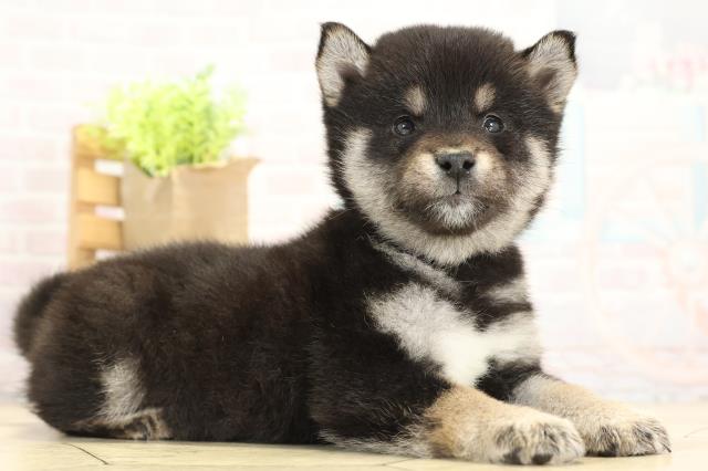 岐阜県の豆柴 (Coo&RIKU岐阜店/2025年11月22日生まれ/男の子/黒)の子犬の2枚目の画像