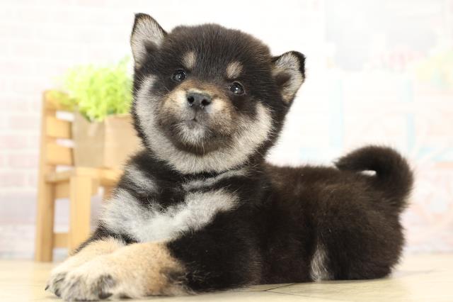 岐阜県の豆柴 (Coo&RIKU岐阜店/2025年11月22日生まれ/男の子/黒)の子犬の3枚目の画像