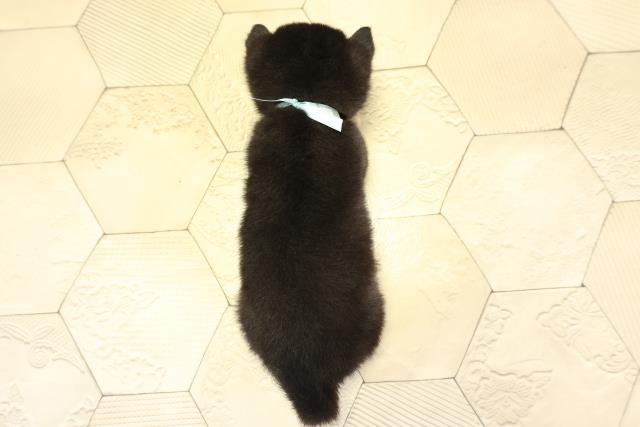 岐阜県の豆柴 (Coo&RIKU岐阜店/2025年11月22日生まれ/男の子/黒)の子犬の4枚目の画像