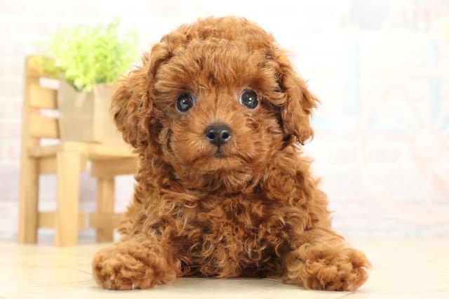 三重県のトイプードル(トイ) (Coo&RIKU津高茶屋店/2025年11月22日生まれ/男の子/レッドフォーン)の子犬の1枚目の画像