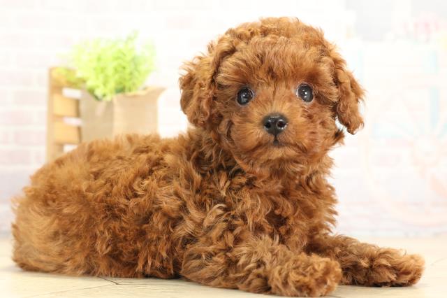 三重県のトイプードル(トイ) (Coo&RIKU津高茶屋店/2025年11月22日生まれ/男の子/レッドフォーン)の子犬の2枚目の画像