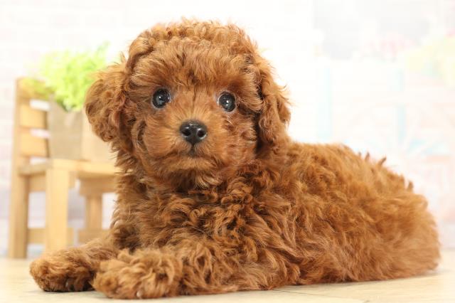 三重県のトイプードル(トイ) (Coo&RIKU津高茶屋店/2025年11月22日生まれ/男の子/レッドフォーン)の子犬の3枚目の画像