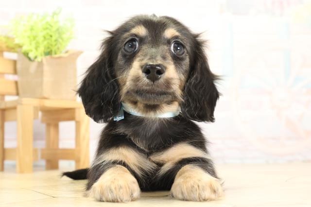 岐阜県のミニチュアダックスフンド(ロング) (Coo&RIKU各務原店/2025年11月22日生まれ/男の子/ブラックタン)の子犬の1枚目の画像