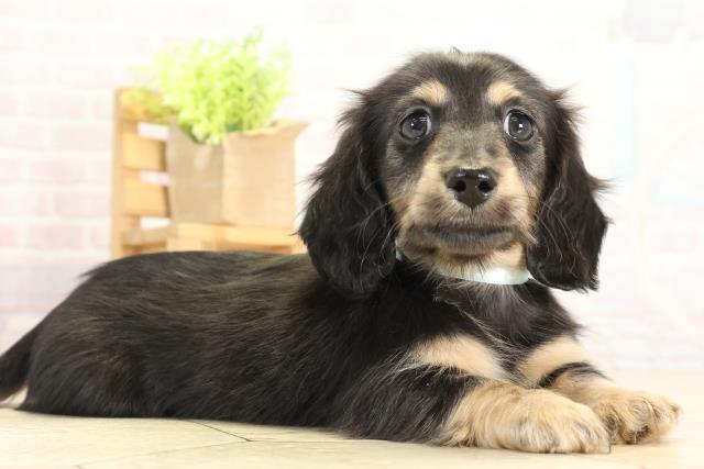 岐阜県のミニチュアダックスフンド(ロング) (Coo&RIKU各務原店/2025年11月22日生まれ/男の子/ブラックタン)の子犬の2枚目の画像