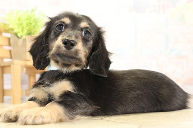 岐阜県のミニチュアダックスフンド(ロング) (Coo&RIKU各務原店/2025年11月22日生まれ/男の子/ブラックタン)の子犬の3枚目の画像