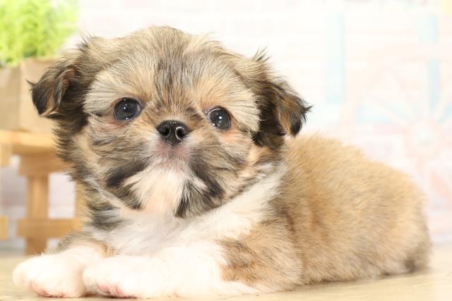 三重県のチワズー/チワシーズ(チワワ×シーズー) (Coo&RIKU津高茶屋店/2025年11月23日生まれ/男の子/フォーン)の子犬の3枚目の画像