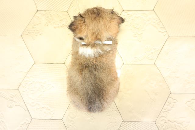 三重県のチワズー/チワシーズ(チワワ×シーズー) (Coo&RIKU津高茶屋店/2025年11月23日生まれ/男の子/フォーン)の子犬の4枚目の画像