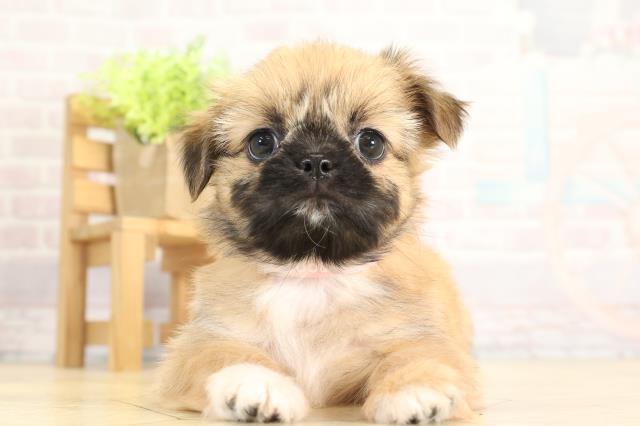 愛知県のチワズー/チワシーズ(チワワ×シーズー) (Coo&RIKU名古屋みなと店/2025年11月23日生まれ/女の子/フォーン)の子犬の1枚目の画像