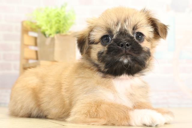 愛知県のチワズー/チワシーズ(チワワ×シーズー) (Coo&RIKU名古屋みなと店/2025年11月23日生まれ/女の子/フォーン)の子犬の2枚目の画像