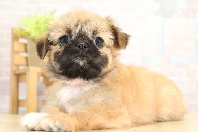 愛知県のチワズー/チワシーズ(チワワ×シーズー) (Coo&RIKU名古屋みなと店/2025年11月23日生まれ/女の子/フォーン)の子犬の3枚目の画像