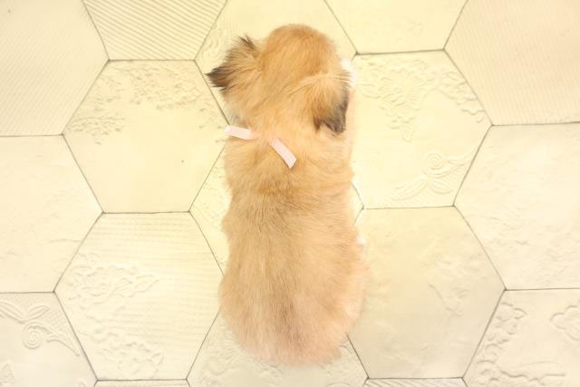 愛知県のチワズー/チワシーズ(チワワ×シーズー) (Coo&RIKU名古屋みなと店/2025年11月23日生まれ/女の子/フォーン)の子犬の4枚目の画像