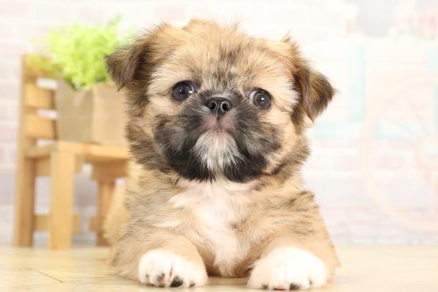 愛知県のチワズー/チワシーズ(チワワ×シーズー) (Coo&RIKU東海一宮店/2025年11月23日生まれ/女の子/フォーン)の子犬の1枚目の画像