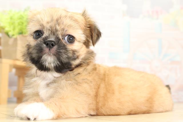 愛知県のチワズー/チワシーズ(チワワ×シーズー) (Coo&RIKU東海一宮店/2025年11月23日生まれ/女の子/フォーン)の子犬の3枚目の画像