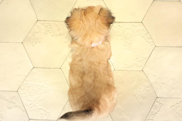 愛知県のチワズー/チワシーズ(チワワ×シーズー) (Coo&RIKU東海一宮店/2025年11月23日生まれ/女の子/フォーン)の子犬の4枚目の画像