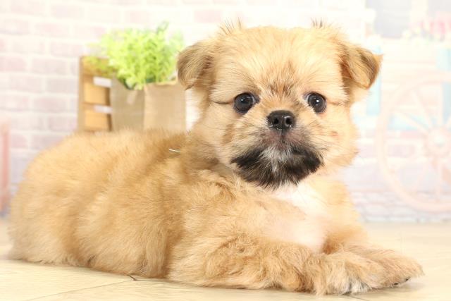 愛知県のチワズー/チワシーズ(チワワ×シーズー) (Coo&RIKU名古屋中川店/2025年11月23日生まれ/女の子/フォーン)の子犬の2枚目の画像