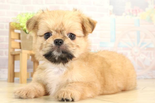 愛知県のチワズー/チワシーズ(チワワ×シーズー) (Coo&RIKU名古屋中川店/2025年11月23日生まれ/女の子/フォーン)の子犬の3枚目の画像