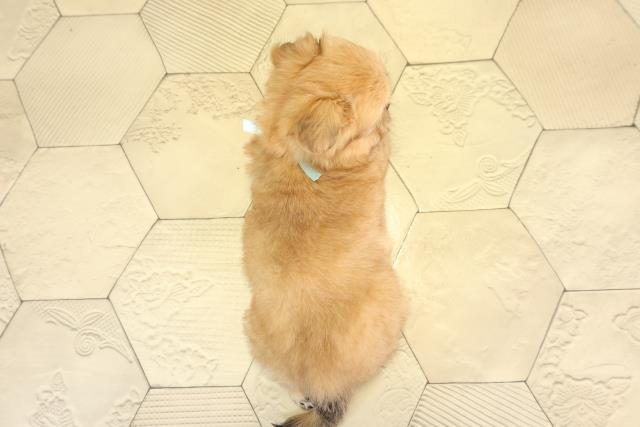 愛知県のチワズー/チワシーズ(チワワ×シーズー) (Coo&RIKU名古屋中川店/2025年11月23日生まれ/女の子/フォーン)の子犬の4枚目の画像