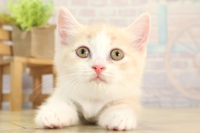 岐阜県のマンチカン (Coo&RIKU岐阜店/2025年11月16日生まれ/女の子/クリームタビーホワイト)の子猫
