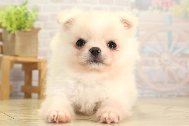 愛知県のポメチワ/チワポメ/ポメチー(ポメラニアン×チワワ) (Coo&RIKU春日井店/2025年11月22日生まれ/男の子/クリームホワイト)の子犬の1枚目の画像